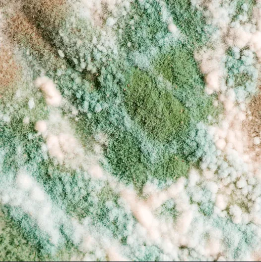 Close-up of mold or mildew growth on wood